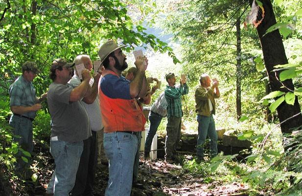 volunteers in forest