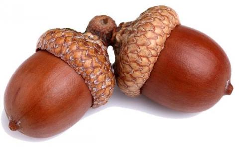 acorns